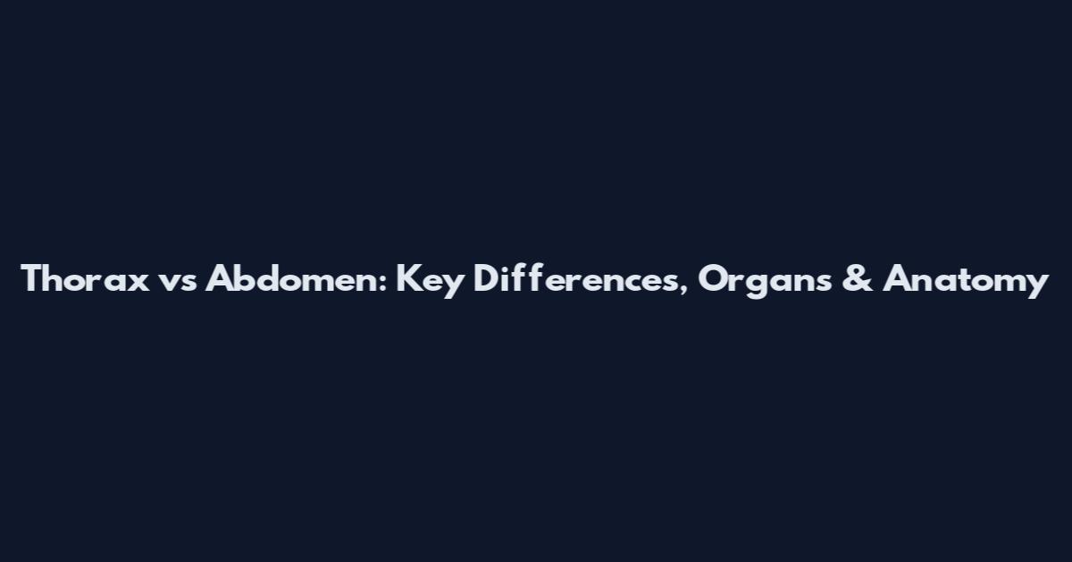 Thorax vs Abdomen: Key Differences, Organs & Anatomy