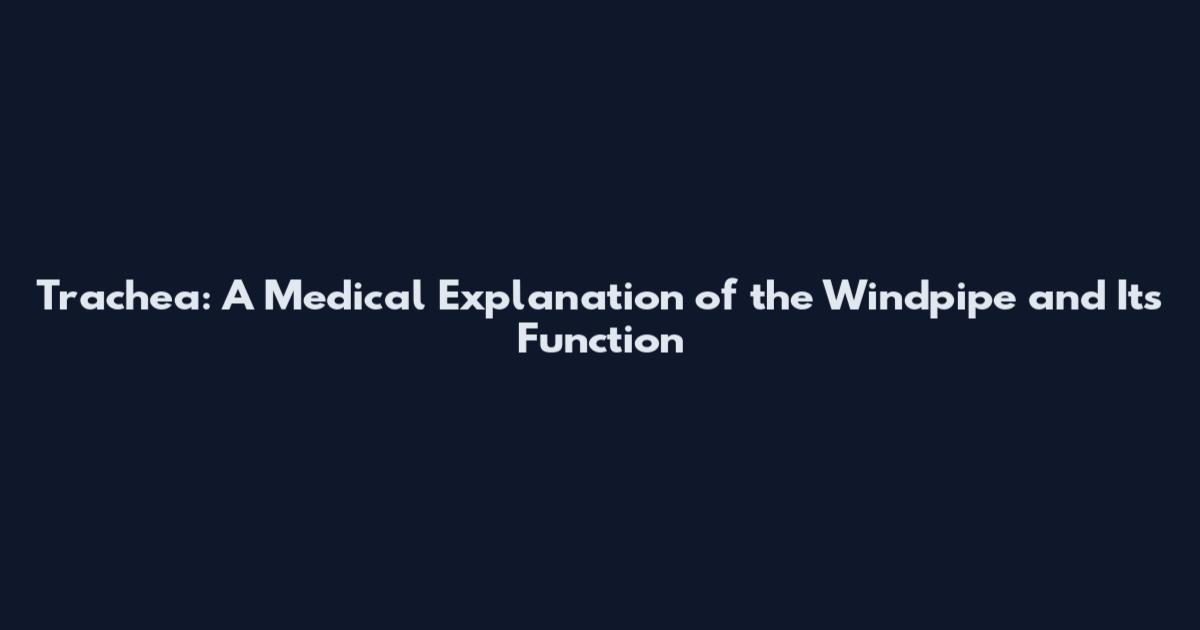 Trachea: A Medical Explanation of the Windpipe and Its Function