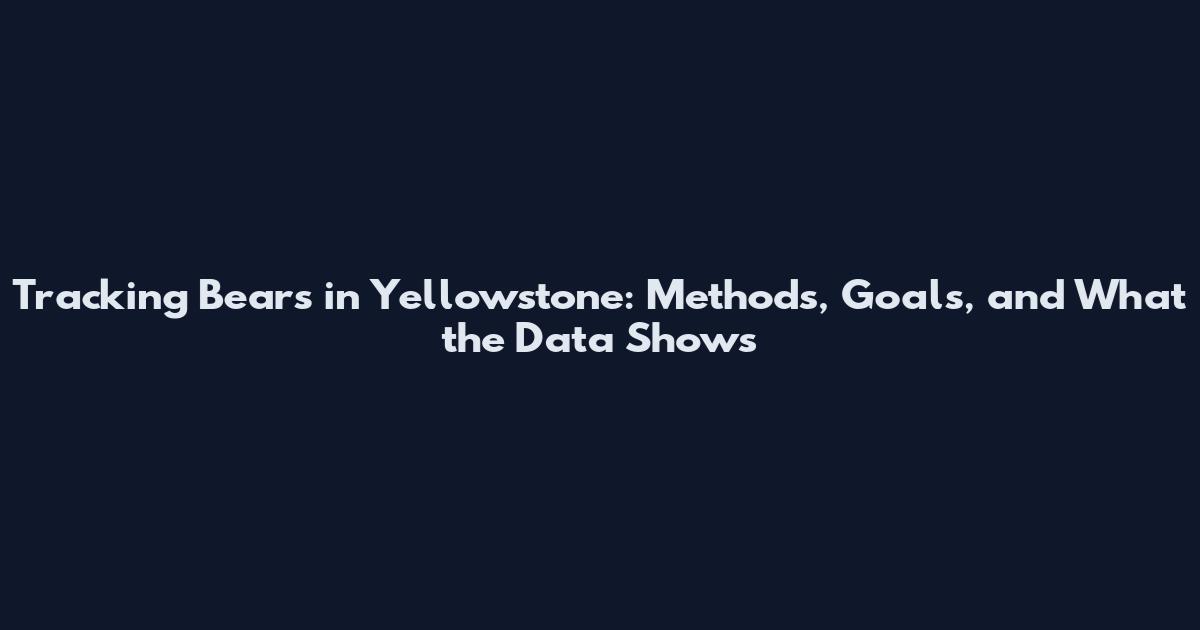 Tracking Bears in Yellowstone: Methods, Goals, and What the Data Shows