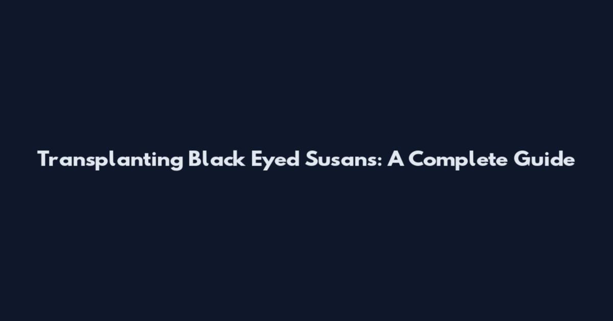 Transplanting Black Eyed Susans: A Complete Guide