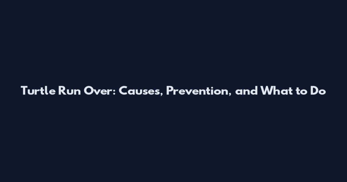 Turtle Run Over: Causes, Prevention, and What to Do