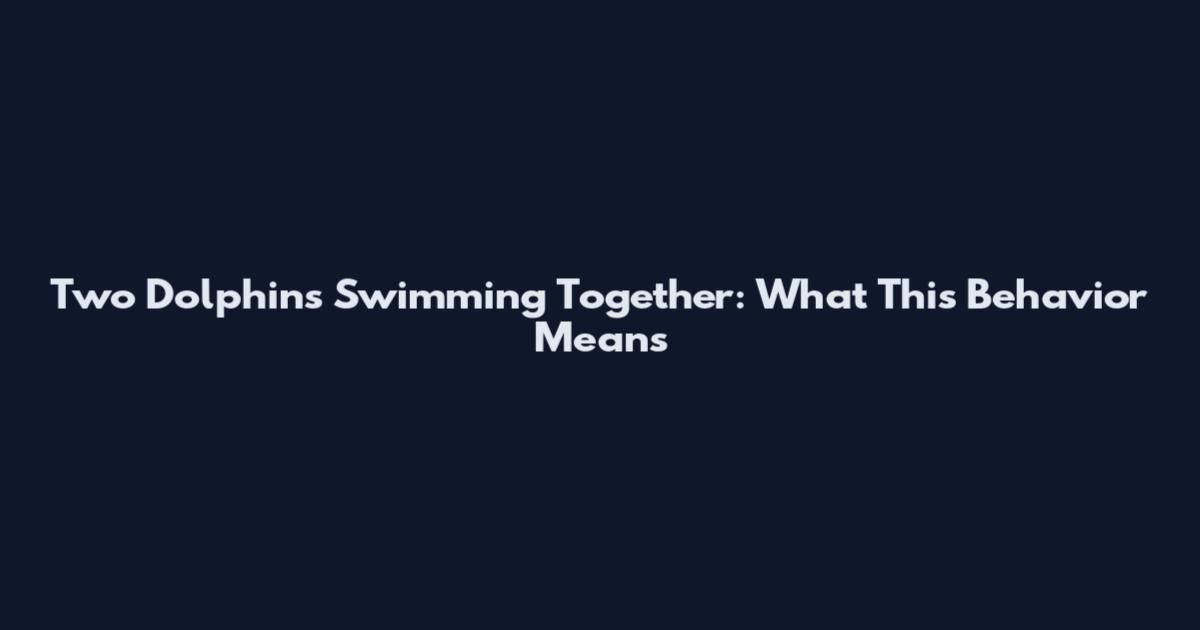 Two Dolphins Swimming Together: What This Behavior Means