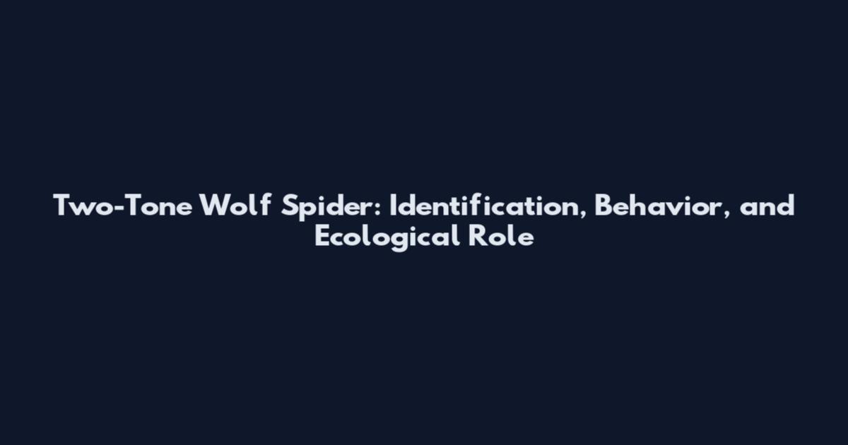 Two-Tone Wolf Spider: Identification, Behavior, and Ecological Role