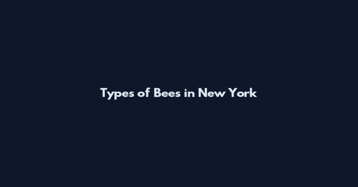 Types of Bees in New York