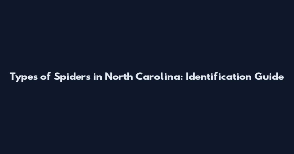Types of Spiders in North Carolina: Identification Guide