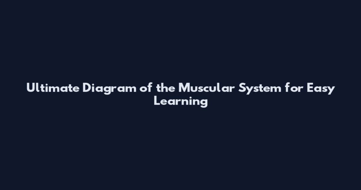 Ultimate Diagram of the Muscular System for Easy Learning