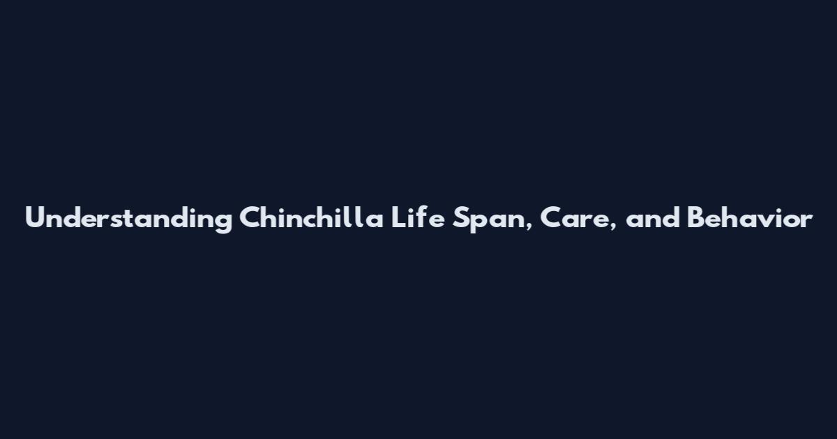 Understanding Chinchilla Life Span, Care, and Behavior