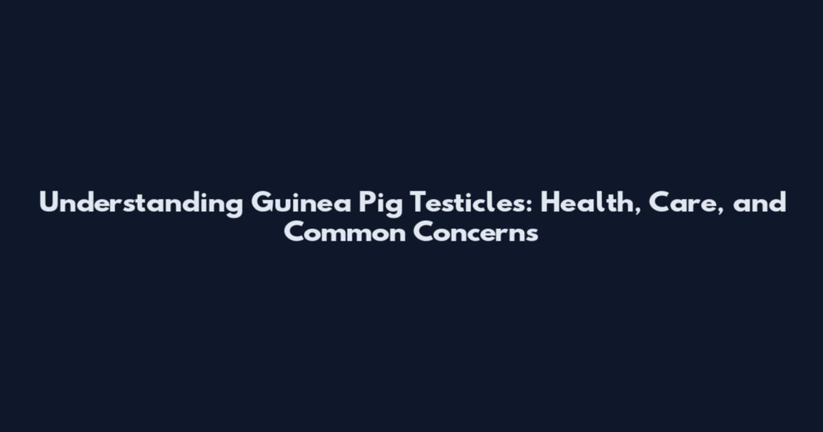 Understanding Guinea Pig Testicles: Health, Care, and Common Concerns