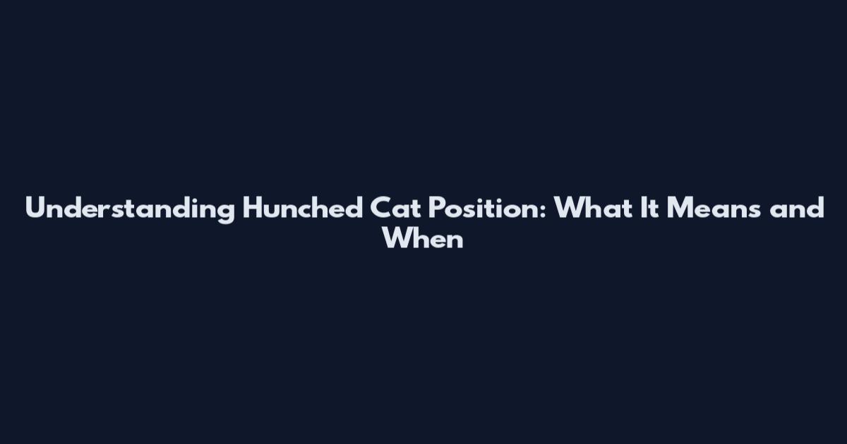 Understanding Hunched Cat Position: What It Means and When