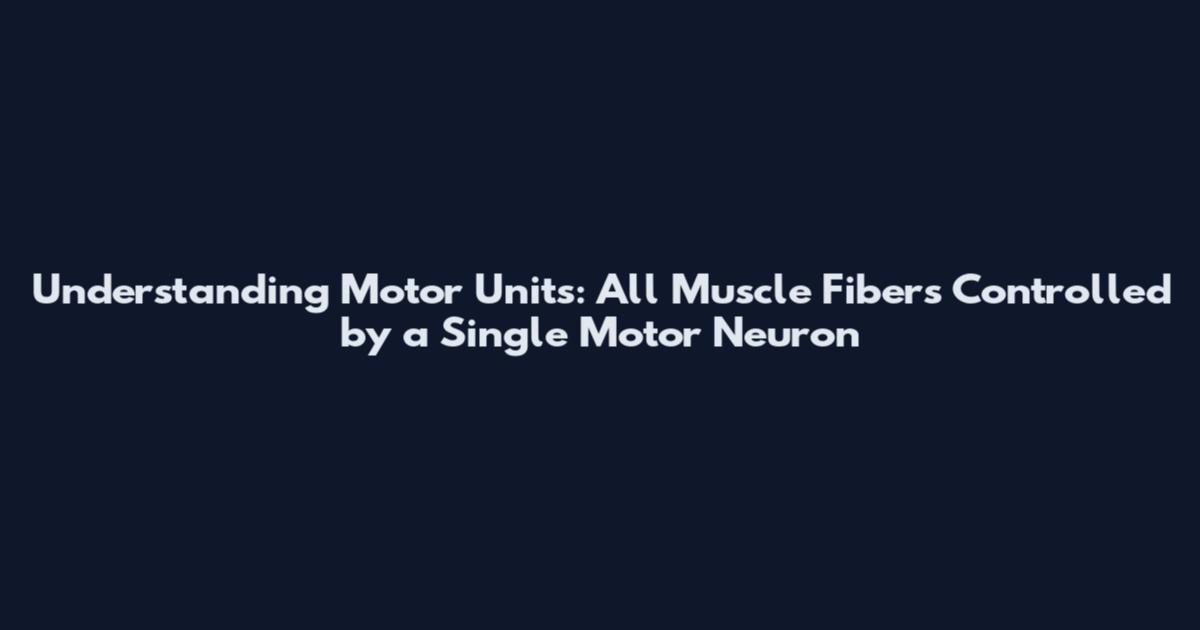 Understanding Motor Units: All Muscle Fibers Controlled by a Single Motor Neuron
