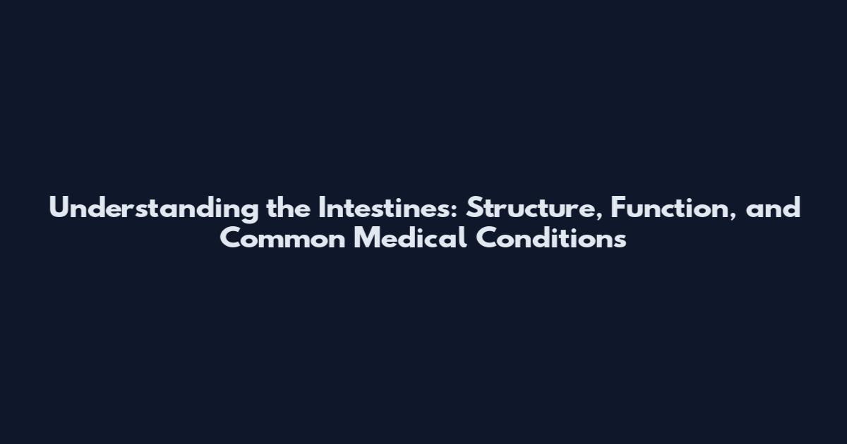 Understanding the Intestines: Structure, Function, and Common Medical Conditions