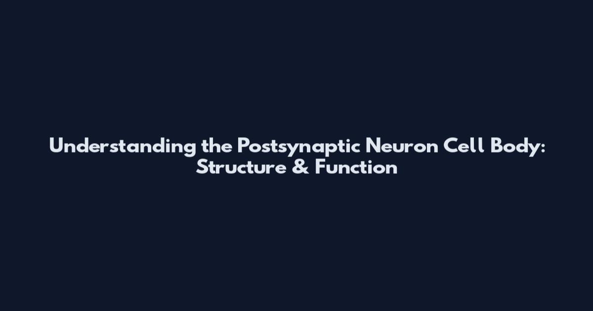 Understanding the Postsynaptic Neuron Cell Body: Structure & Function
