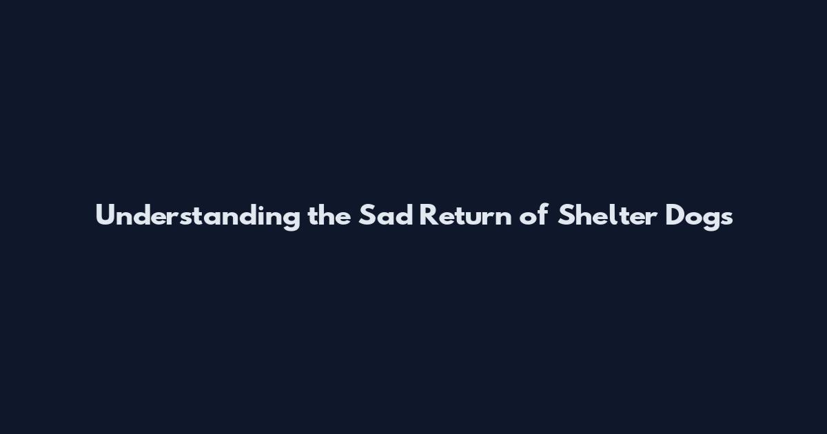 Understanding the Sad Return of Shelter Dogs