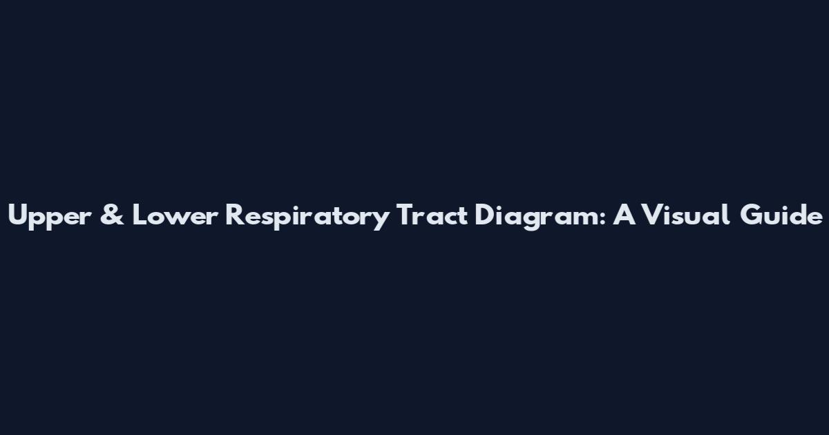 Upper & Lower Respiratory Tract Diagram: A Visual Guide