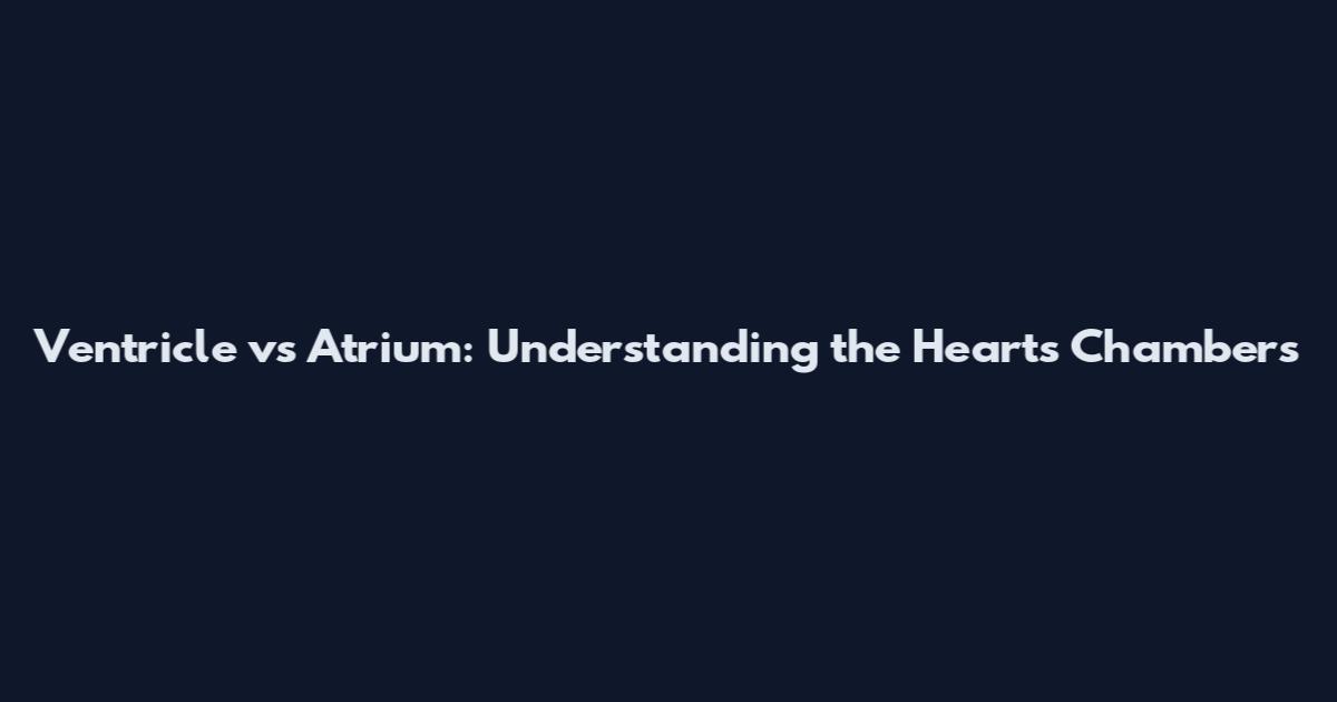 Ventricle vs Atrium: Understanding the Heart's Chambers