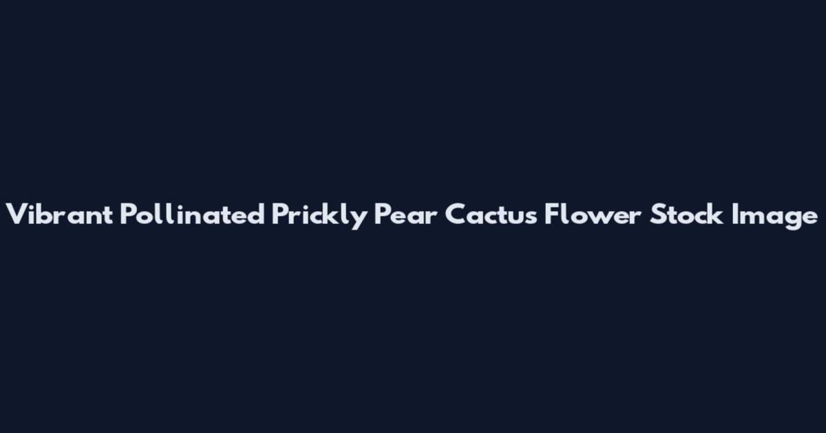 Vibrant Pollinated Prickly Pear Cactus Flower Stock Image