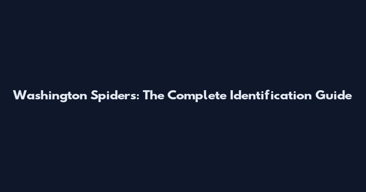 Washington Spiders: The Complete Identification Guide
