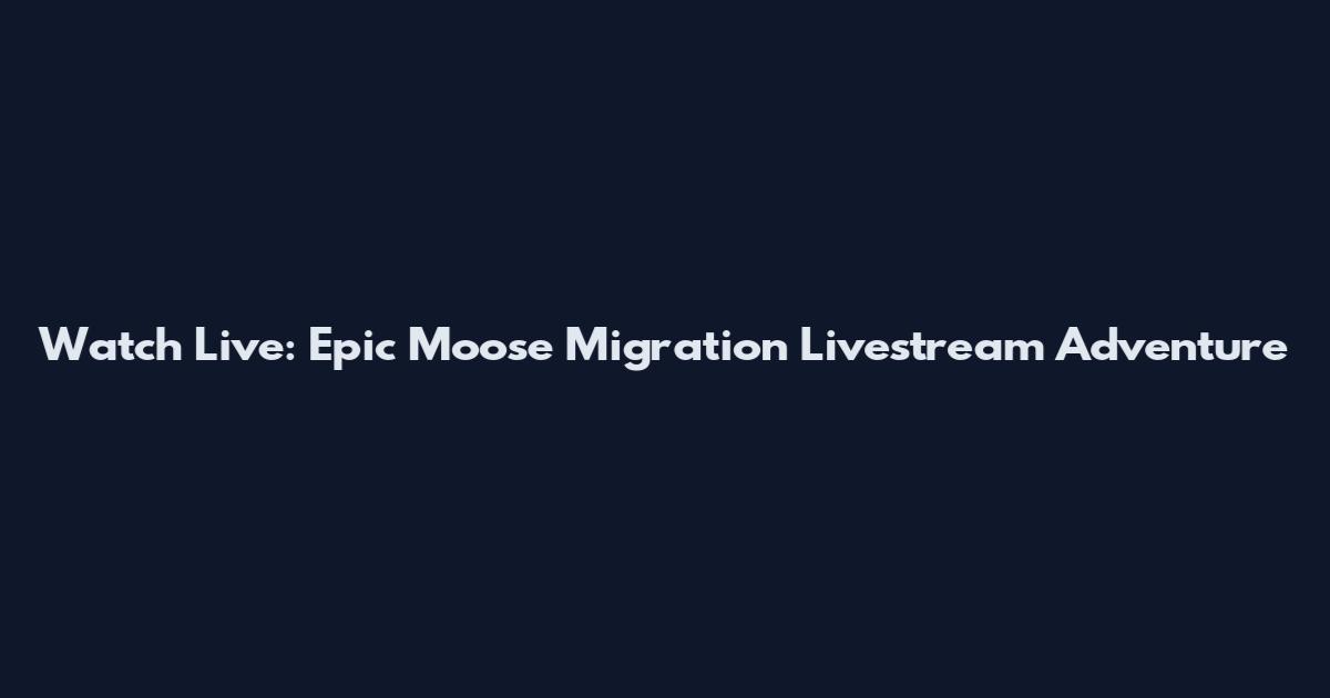 Watch Live: Epic Moose Migration Livestream Adventure