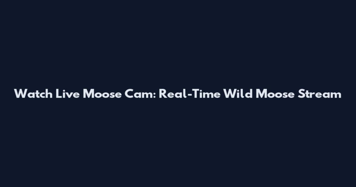 Watch Live Moose Cam: Real-Time Wild Moose Stream