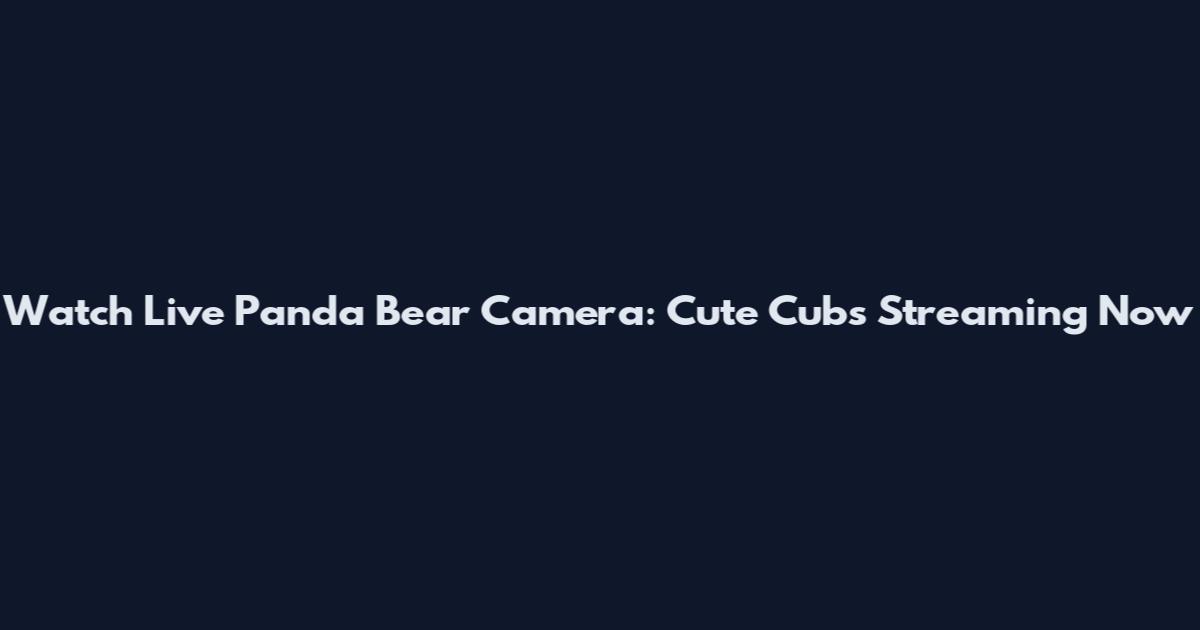 Watch Live Panda Bear Camera: Cute Cubs Streaming Now