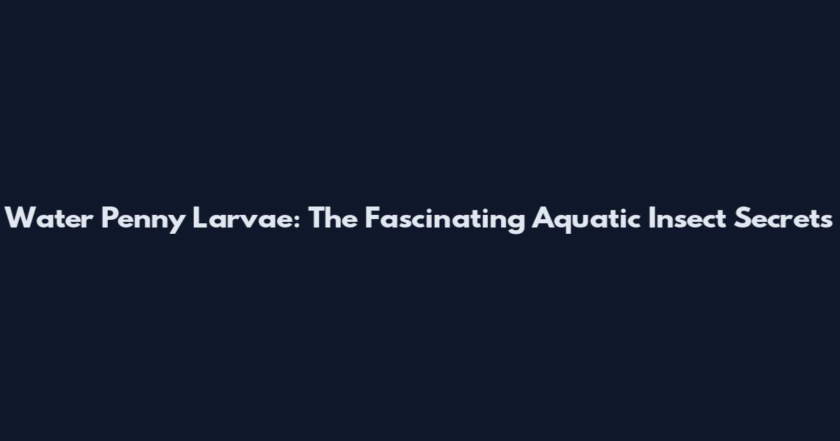 Water Penny Larvae: The Fascinating Aquatic Insect Secrets