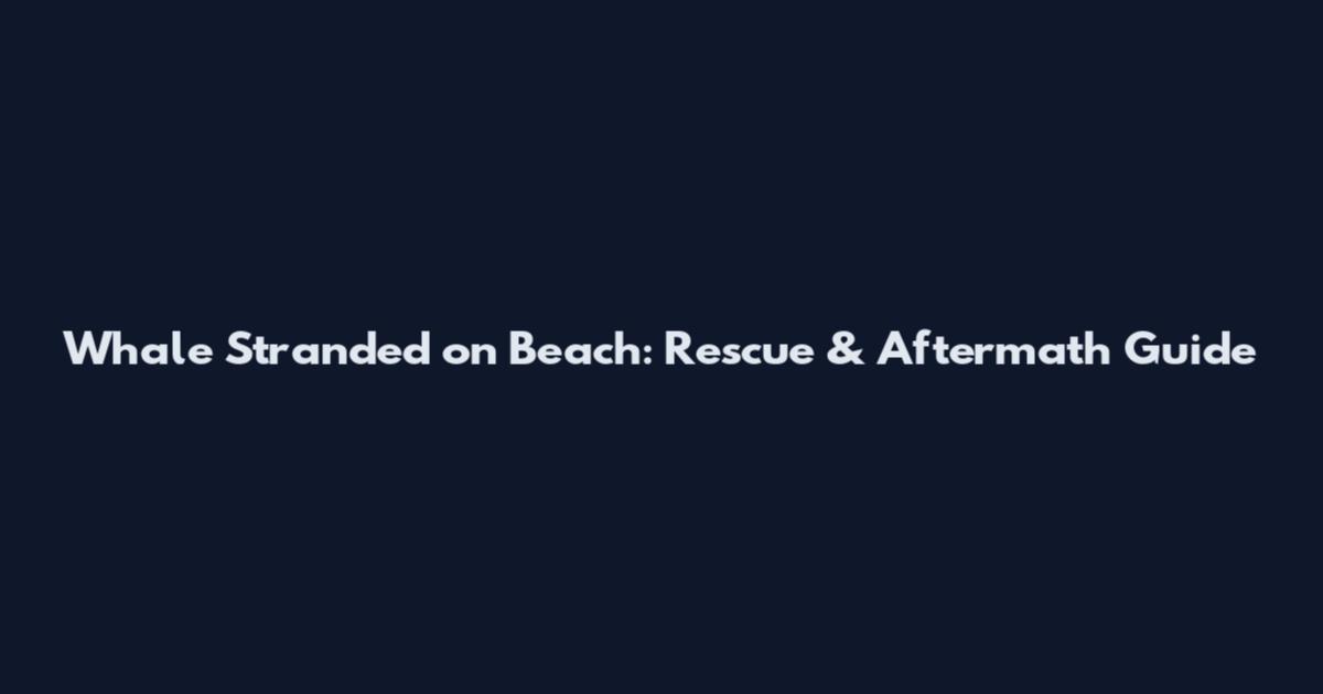 Whale Stranded on Beach: Rescue & Aftermath Guide