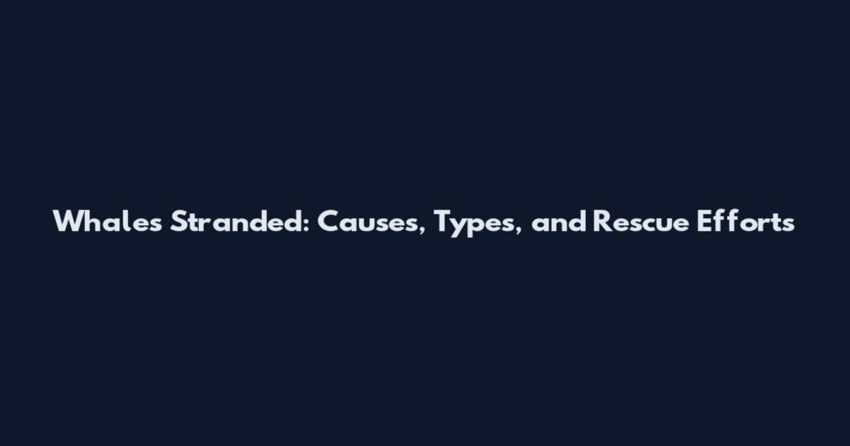 Whales Stranded: Causes, Types, and Rescue Efforts