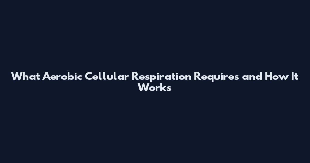 What Aerobic Cellular Respiration Requires and How It Works