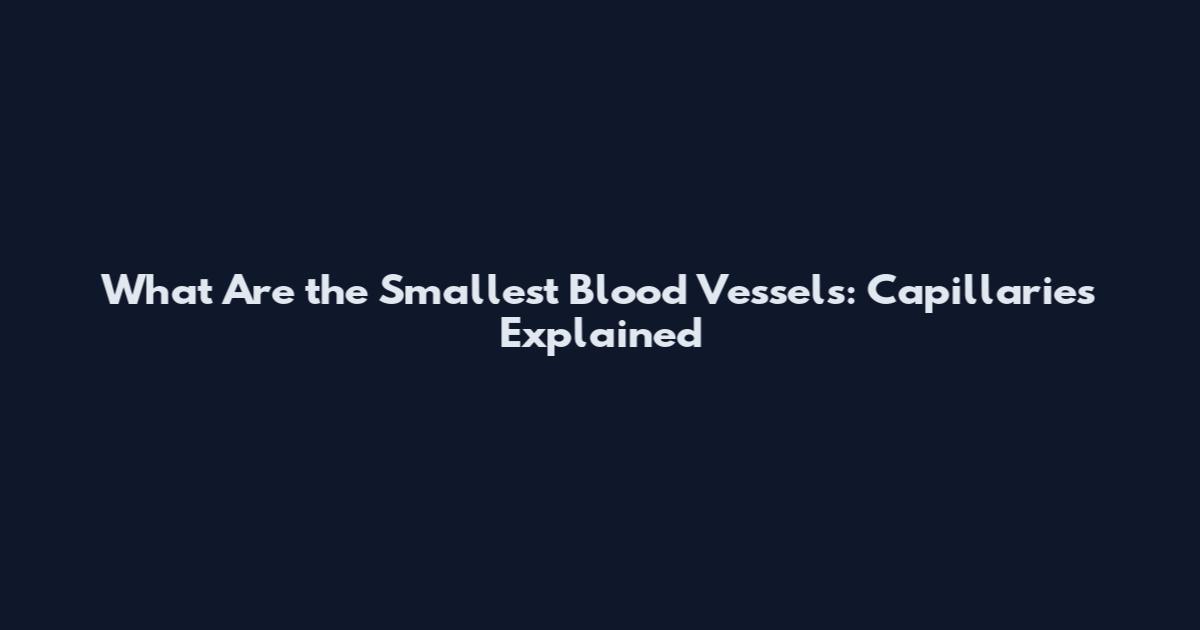 What Are the Smallest Blood Vessels: Capillaries Explained
