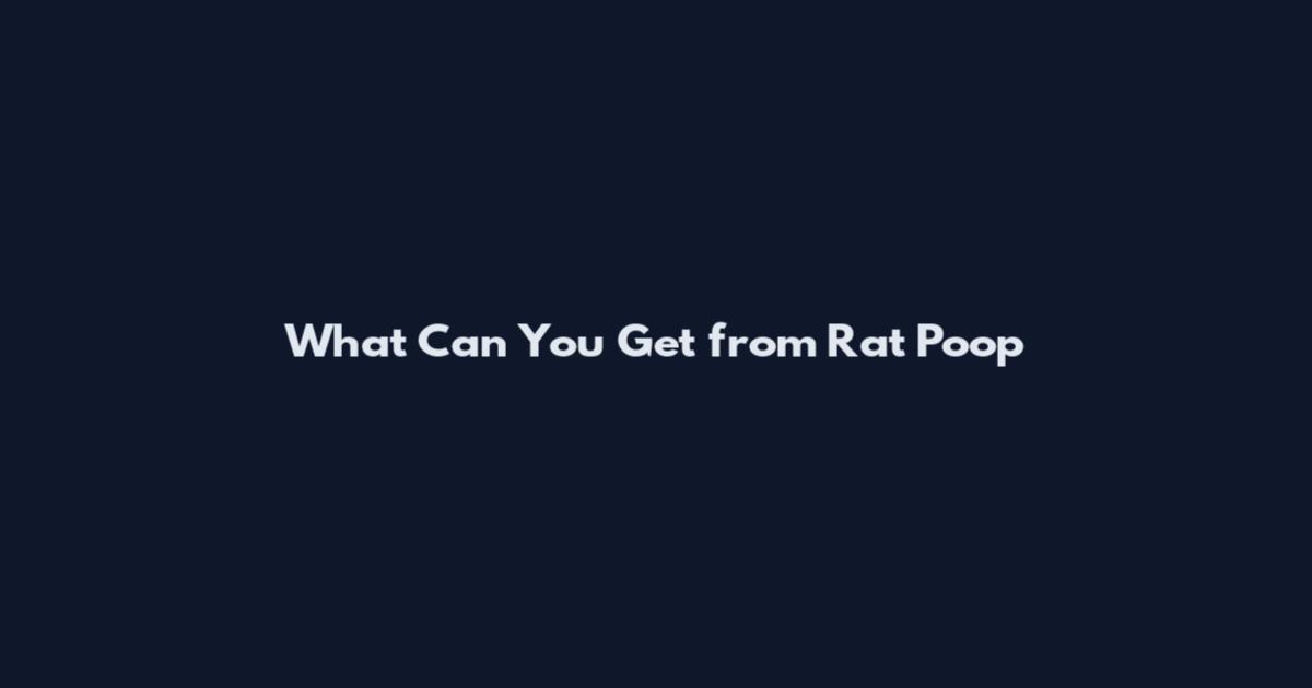 What Can You Get from Rat Poop