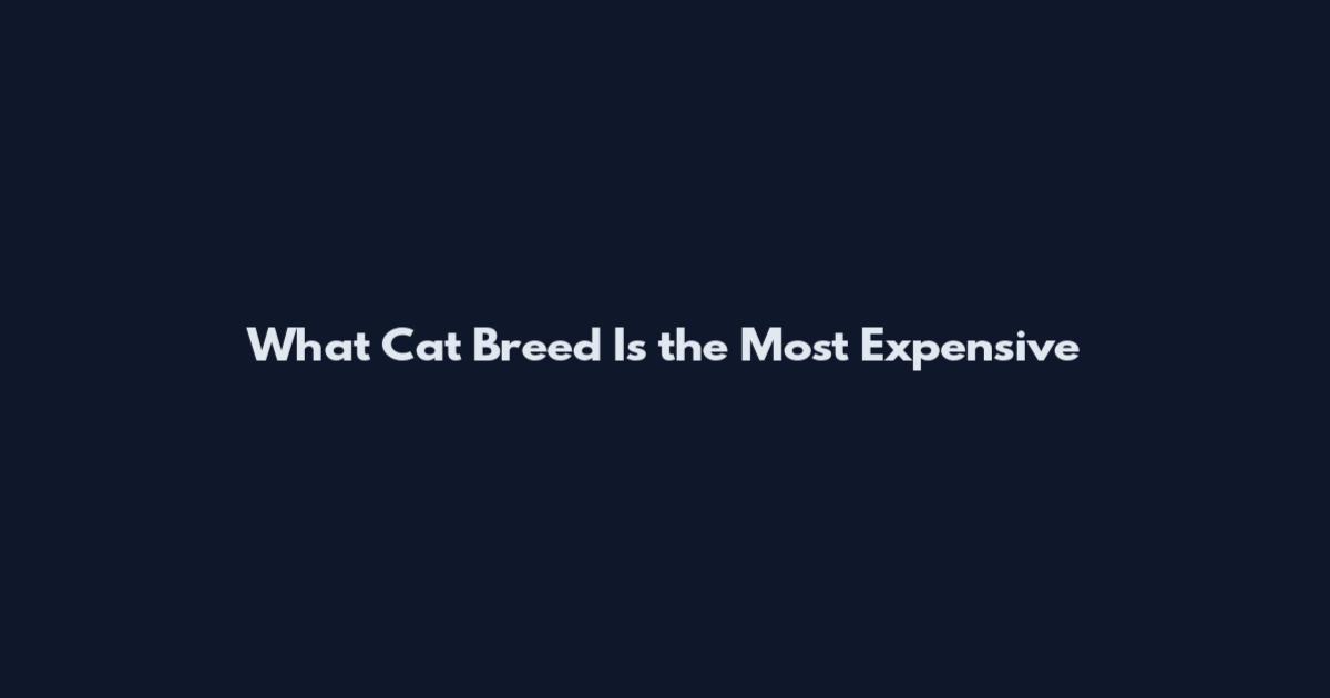 What Cat Breed Is the Most Expensive