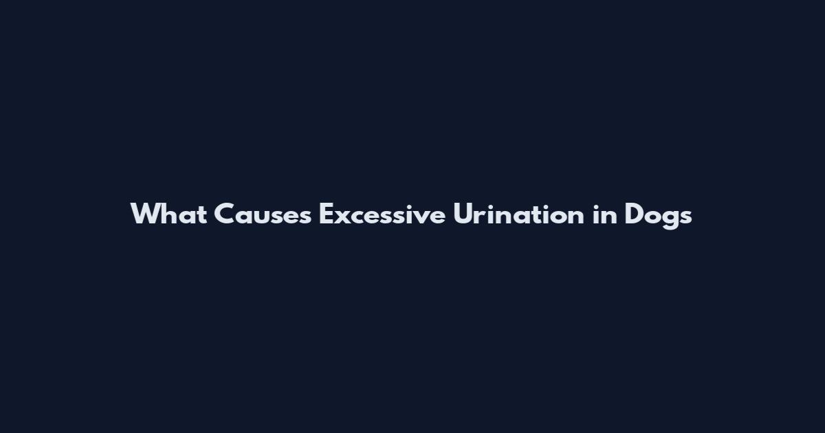 What Causes Excessive Urination in Dogs