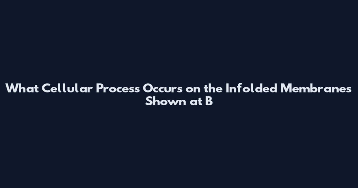 What Cellular Process Occurs on the Infolded Membranes Shown at B