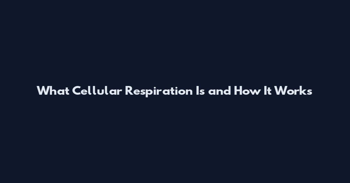 What Cellular Respiration Is and How It Works