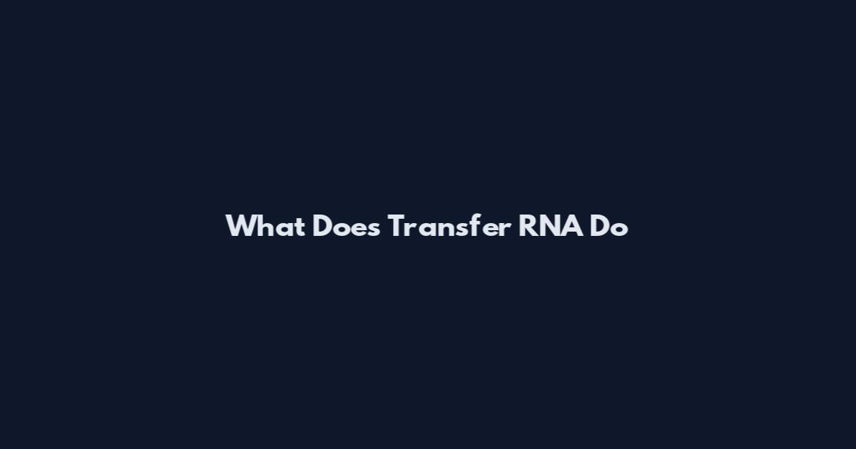 What Does Transfer RNA Do