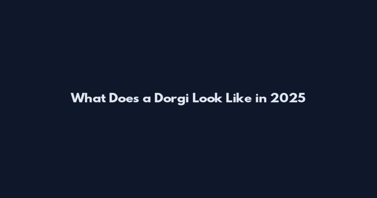 What Does a Dorgi Look Like in 2025