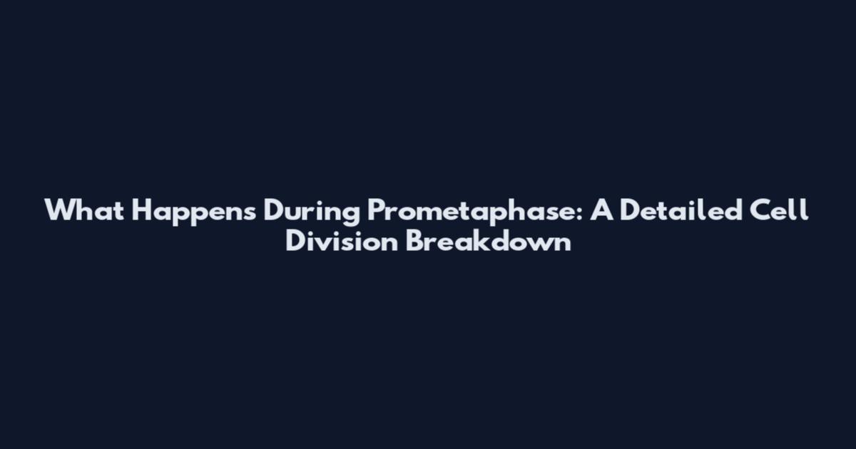 What Happens During Prometaphase: A Detailed Cell Division Breakdown