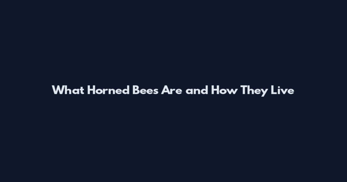 What Horned Bees Are and How They Live