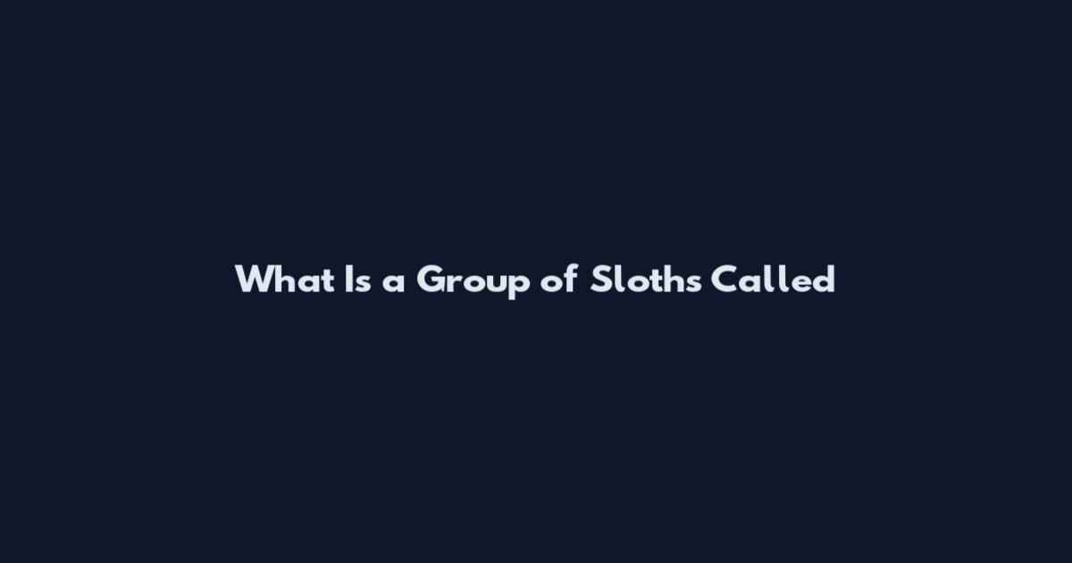 What Is a Group of Sloths Called