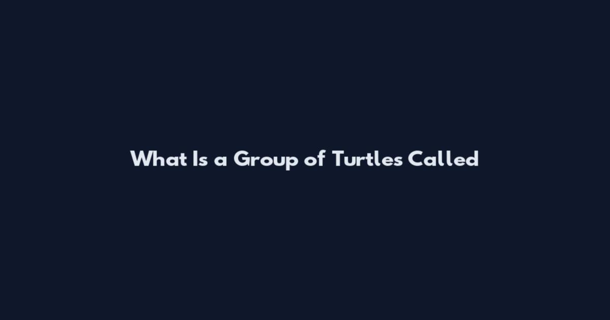 What Is a Group of Turtles Called