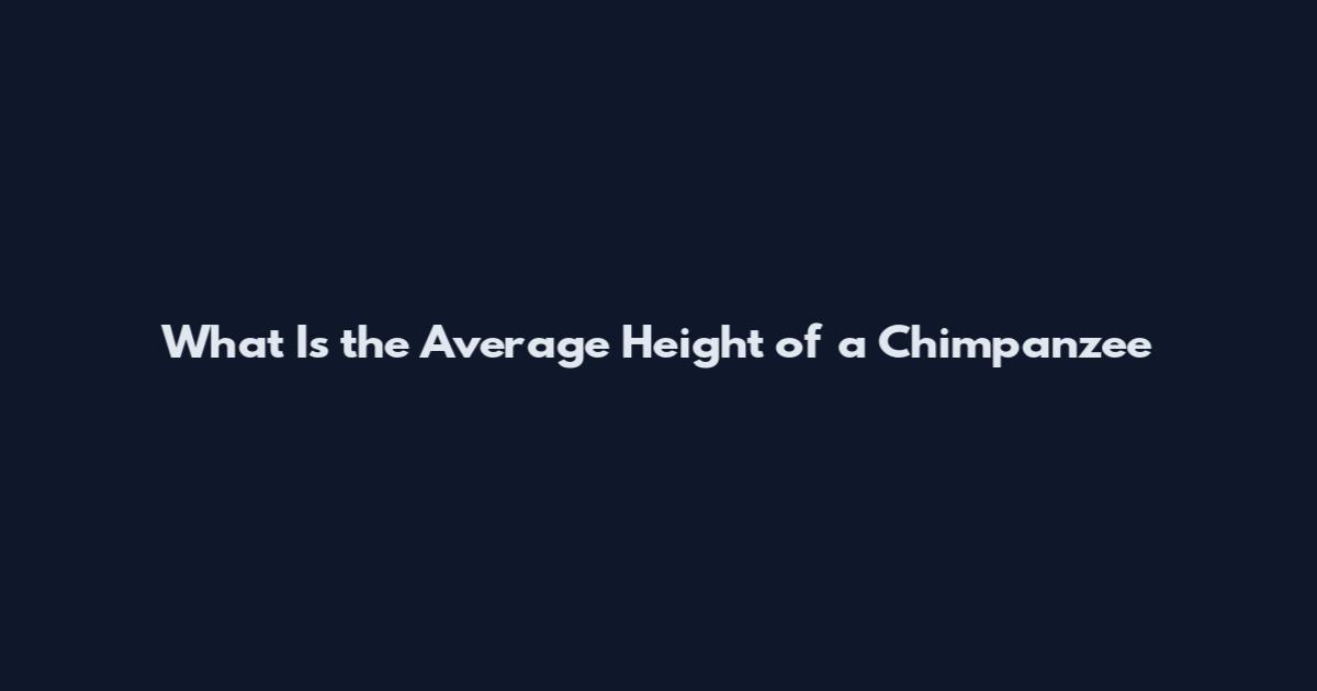 What Is the Average Height of a Chimpanzee