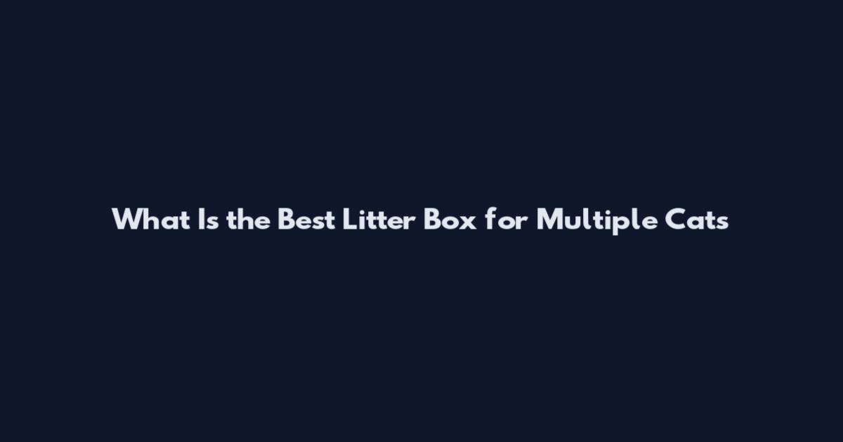 What Is the Best Litter Box for Multiple Cats