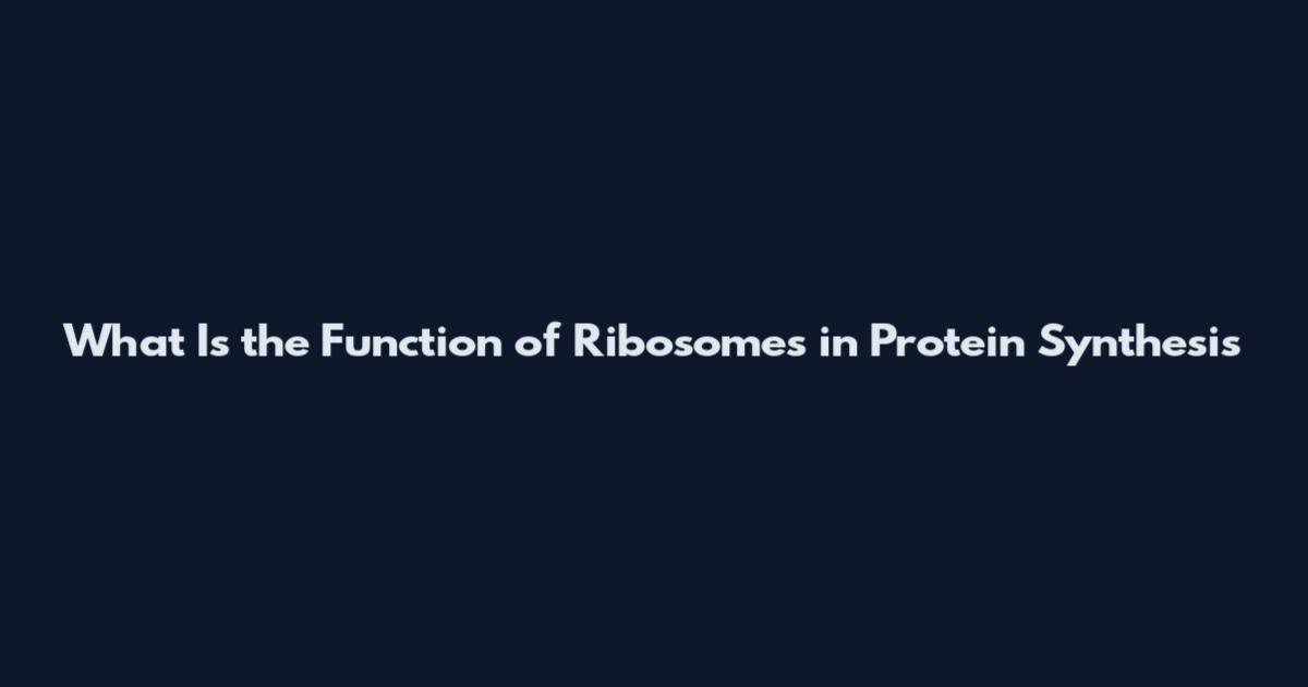 What Is the Function of Ribosomes in Protein Synthesis