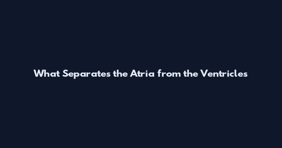 What Separates the Atria from the Ventricles