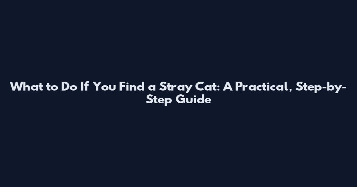 What to Do If You Find a Stray Cat: A Practical, Step-by-Step Guide