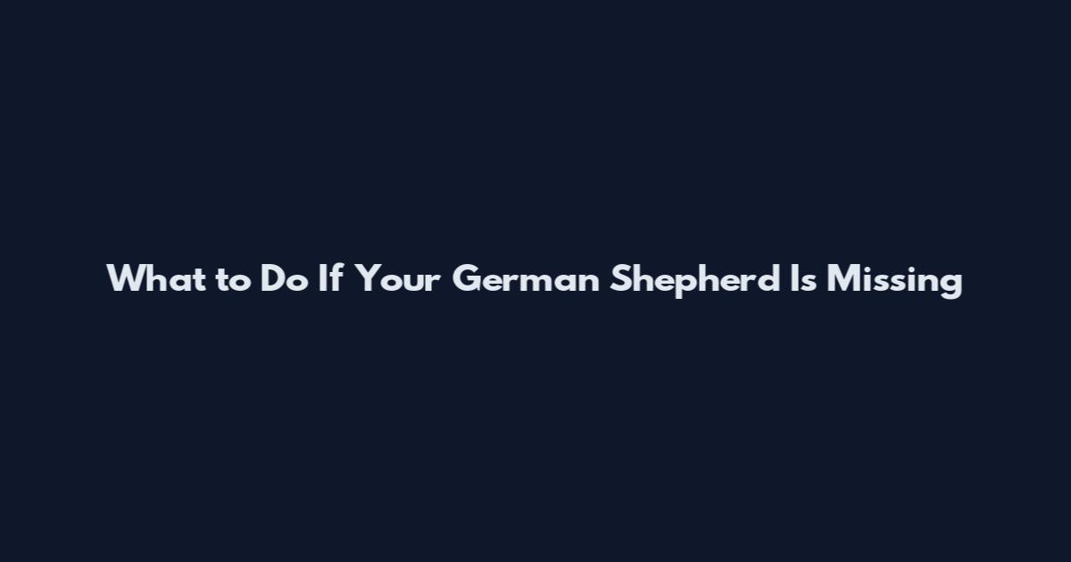 What to Do If Your German Shepherd Is Missing