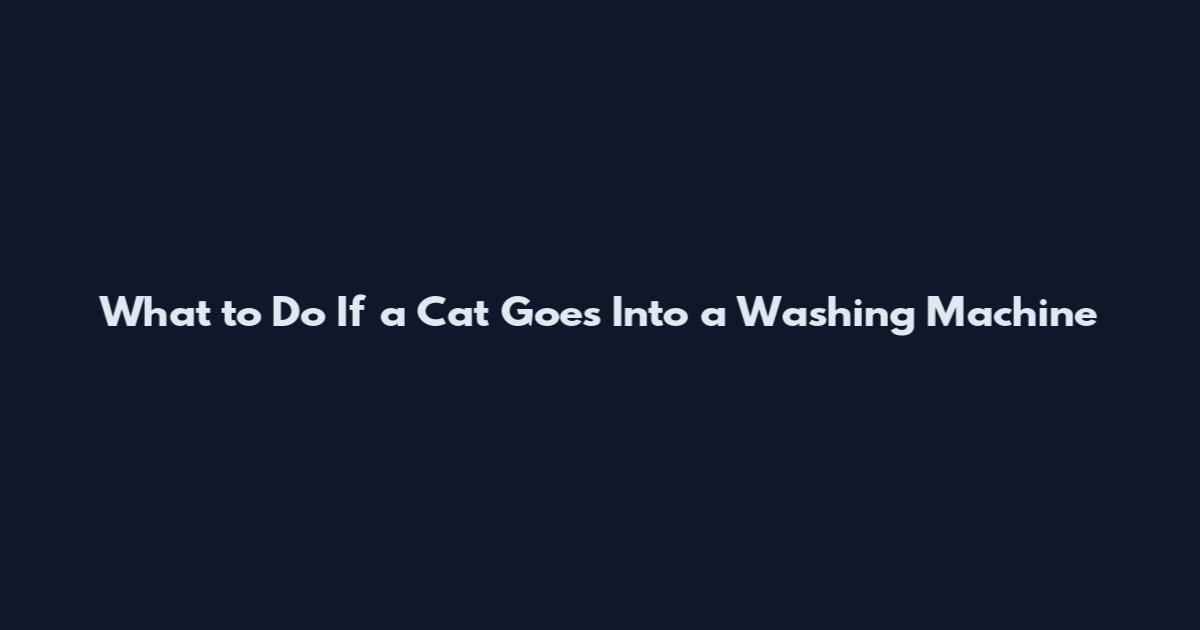 What to Do If a Cat Goes Into a Washing Machine