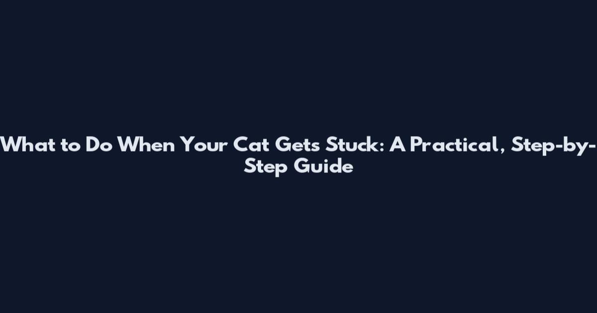 What to Do When Your Cat Gets Stuck: A Practical, Step-by-Step Guide