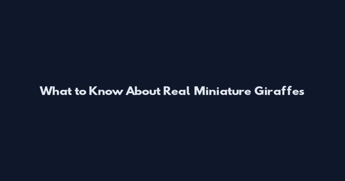 What to Know About Real Miniature Giraffes