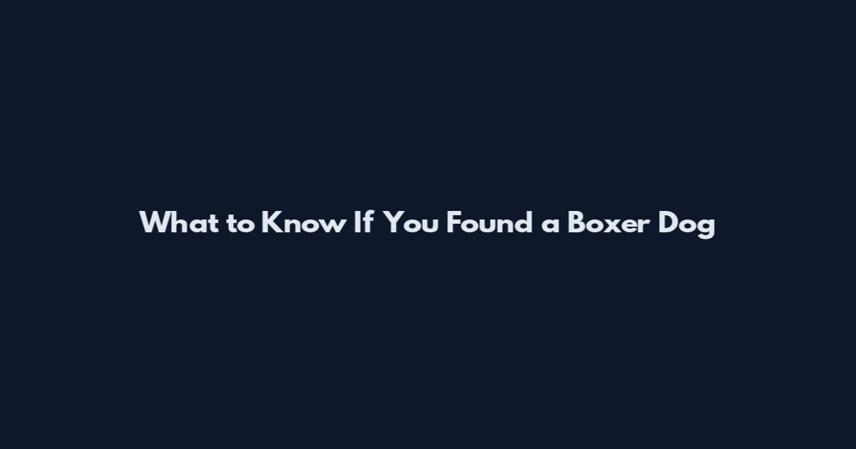 What to Know If You Found a Boxer Dog